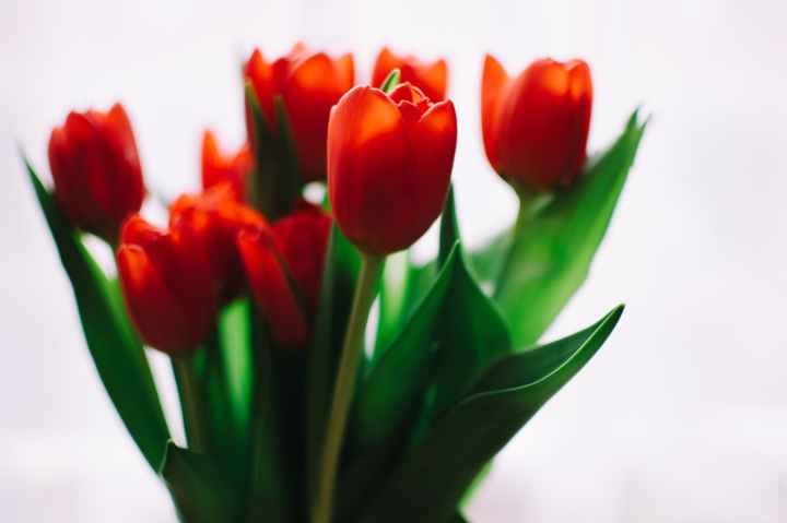photo of orange tulips